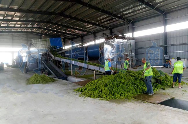 滸苔烘干機如何把滸苔苔蘚變廢為寶？